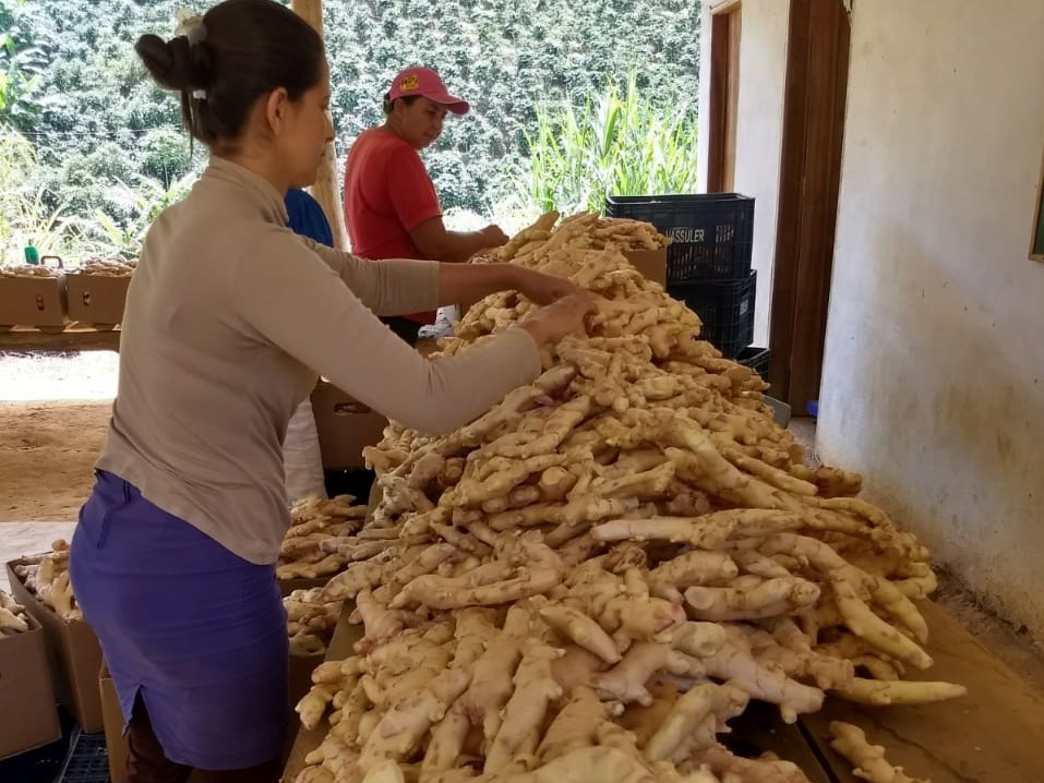 /19597seleção de gengibre.jpeg